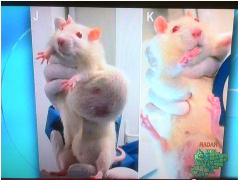 Dr Oz shows Seralini rats